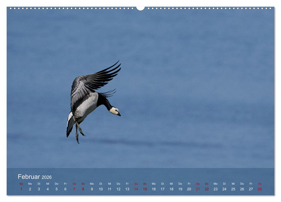 Vögel an Deutschlands Küsten (CALVENDO Premium Wandkalender 2026)