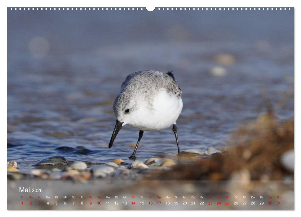 Vögel an Deutschlands Küsten (CALVENDO Premium Wandkalender 2026)