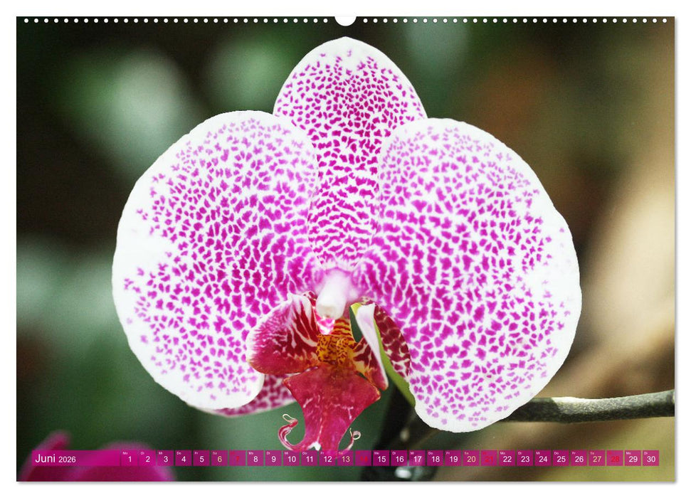 Mein Orchideentraum (CALVENDO Premium Wandkalender 2026)