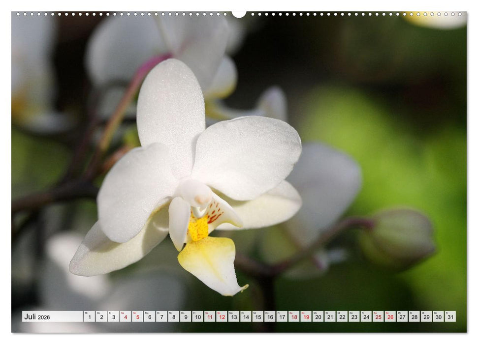 Mein Orchideentraum (CALVENDO Premium Wandkalender 2026)