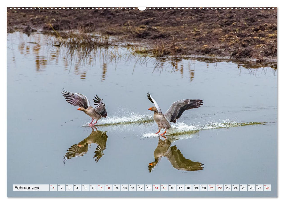 Graugänse in heimischer Umgebung (CALVENDO Premium Wandkalender 2026)