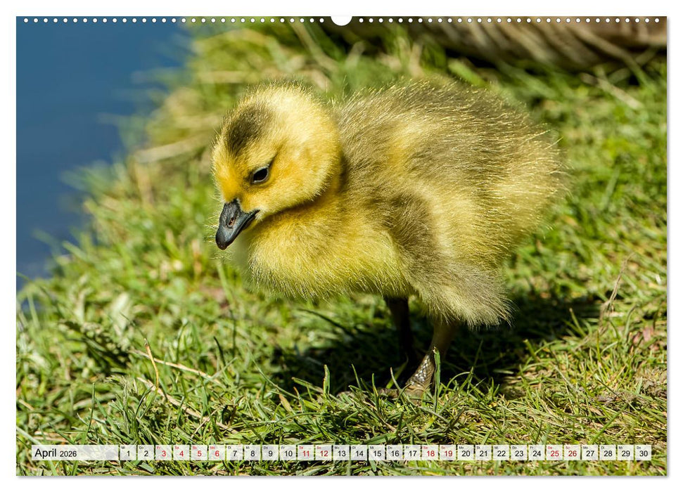 Graugänse in heimischer Umgebung (CALVENDO Premium Wandkalender 2026)