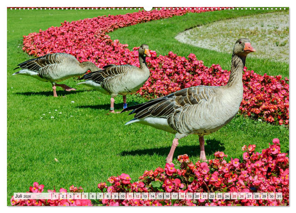 Graugänse in heimischer Umgebung (CALVENDO Premium Wandkalender 2026)