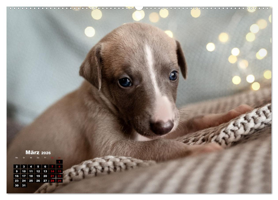 WHIPPETS - SCHNELL UND SCHÖN (CALVENDO Premium Wandkalender 2026)