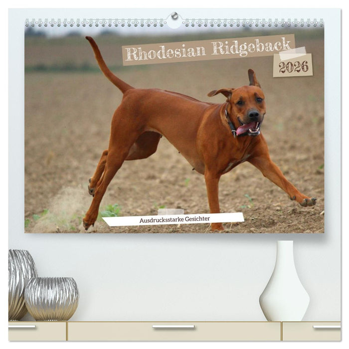 Rhodesian Ridgeback - Ausdrucksstarke Gesichter (CALVENDO Premium Wandkalender 2026)