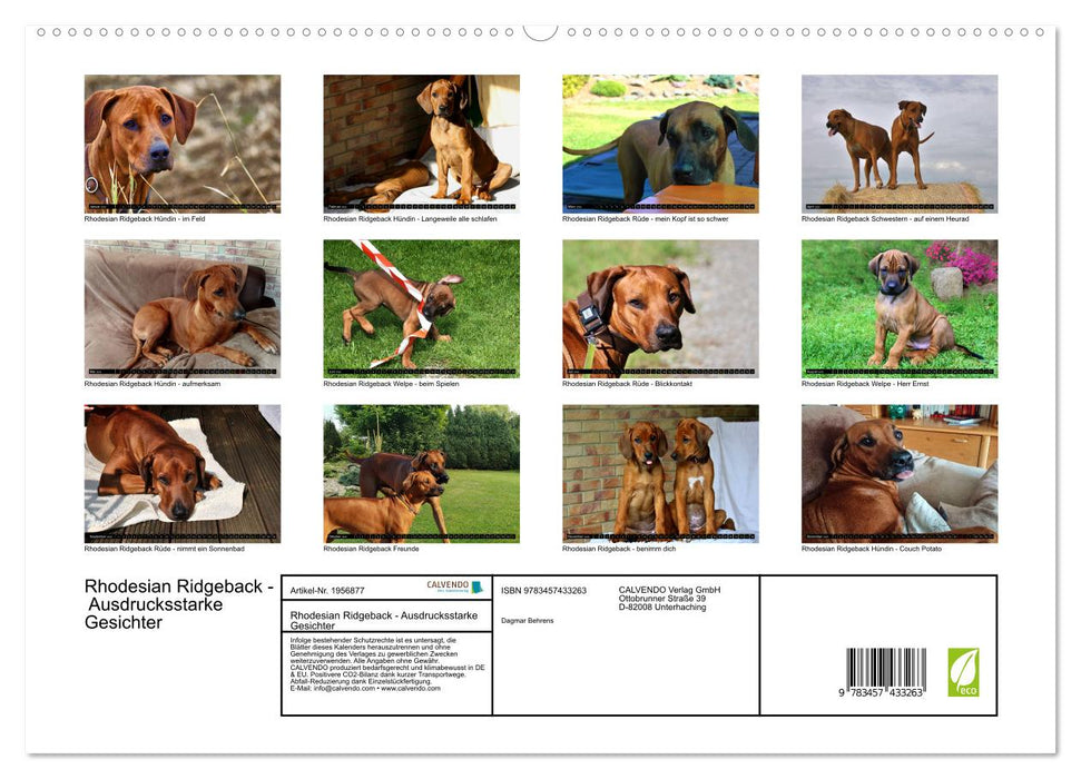 Rhodesian Ridgeback - Ausdrucksstarke Gesichter (CALVENDO Premium Wandkalender 2026)