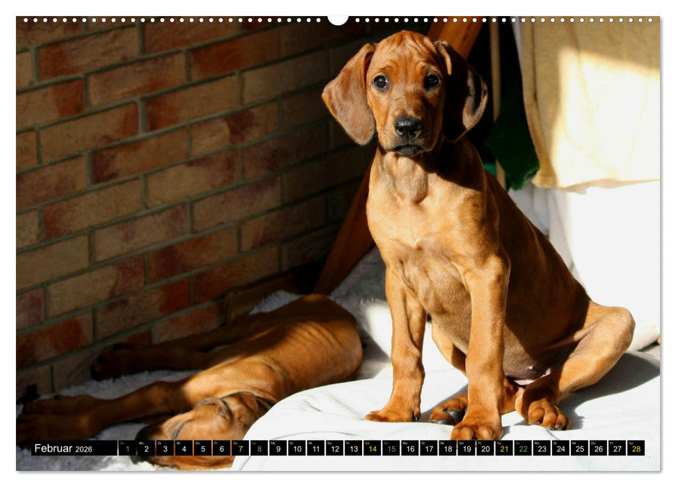 Rhodesian Ridgeback - Ausdrucksstarke Gesichter (CALVENDO Premium Wandkalender 2026)