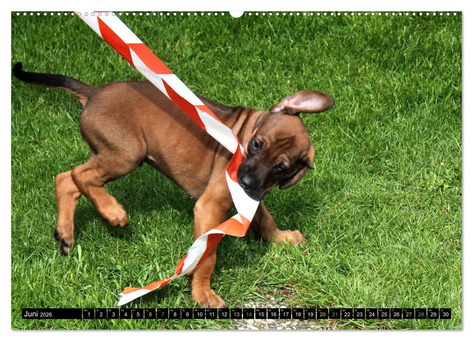 Rhodesian Ridgeback - Ausdrucksstarke Gesichter (CALVENDO Premium Wandkalender 2026)