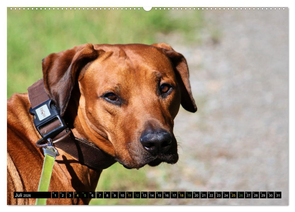 Rhodesian Ridgeback - Ausdrucksstarke Gesichter (CALVENDO Premium Wandkalender 2026)
