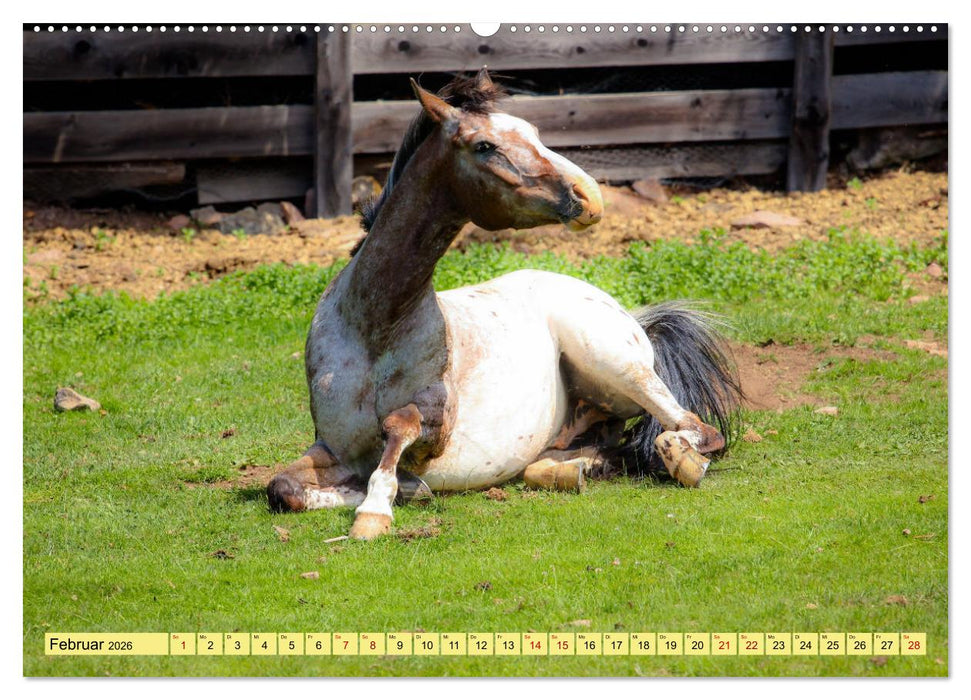 Grüße von der Alm (CALVENDO Premium Wandkalender 2026)