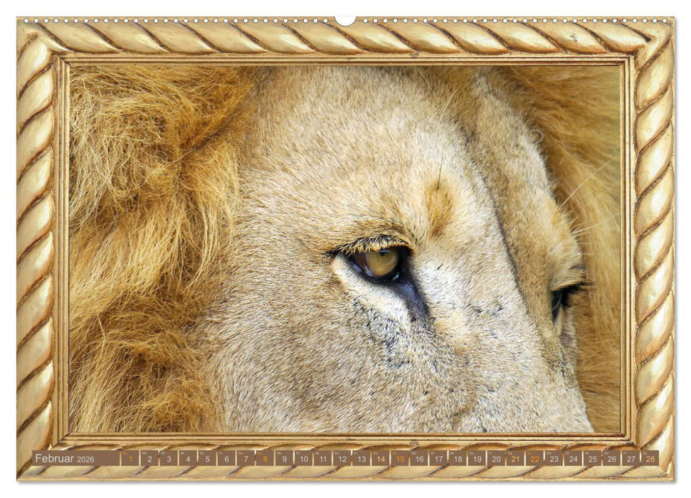 Augenblicke aus Afrika (CALVENDO Premium Wandkalender 2026)