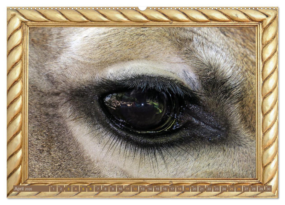 Augenblicke aus Afrika (CALVENDO Premium Wandkalender 2026)