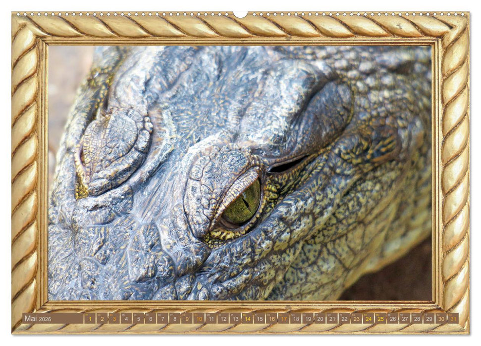 Augenblicke aus Afrika (CALVENDO Premium Wandkalender 2026)