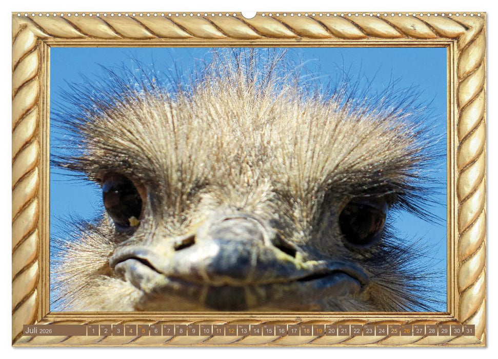 Augenblicke aus Afrika (CALVENDO Premium Wandkalender 2026)