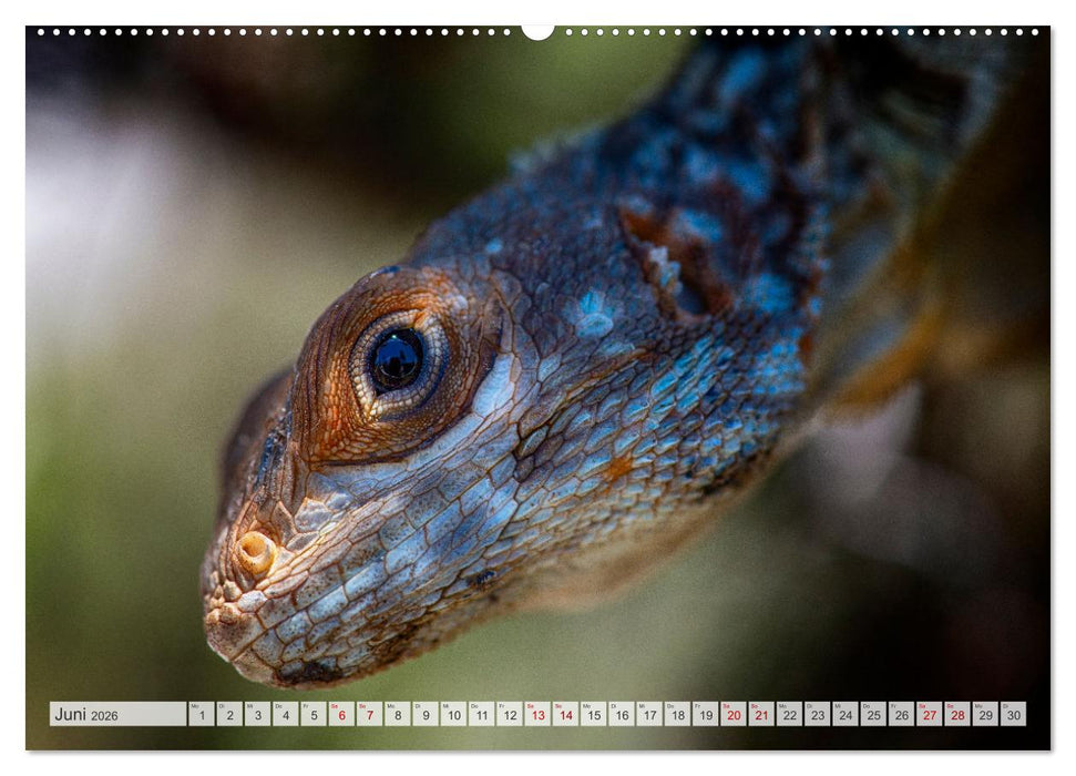 Drachen: Geheimnisvolles Tierreich (CALVENDO Premium Wandkalender 2026)