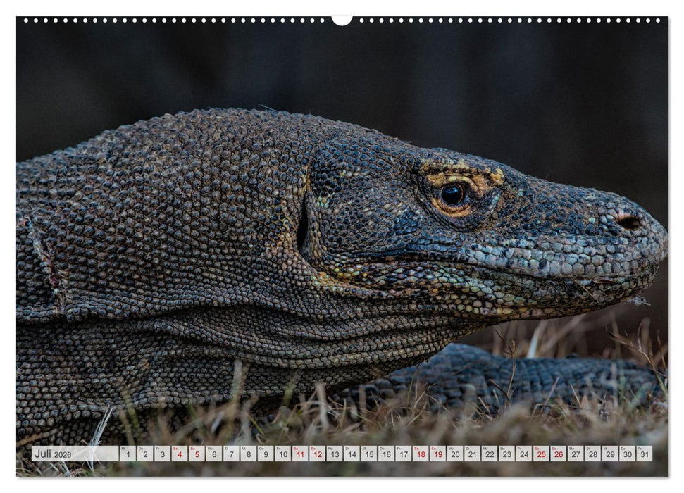 Drachen: Geheimnisvolles Tierreich (CALVENDO Premium Wandkalender 2026)