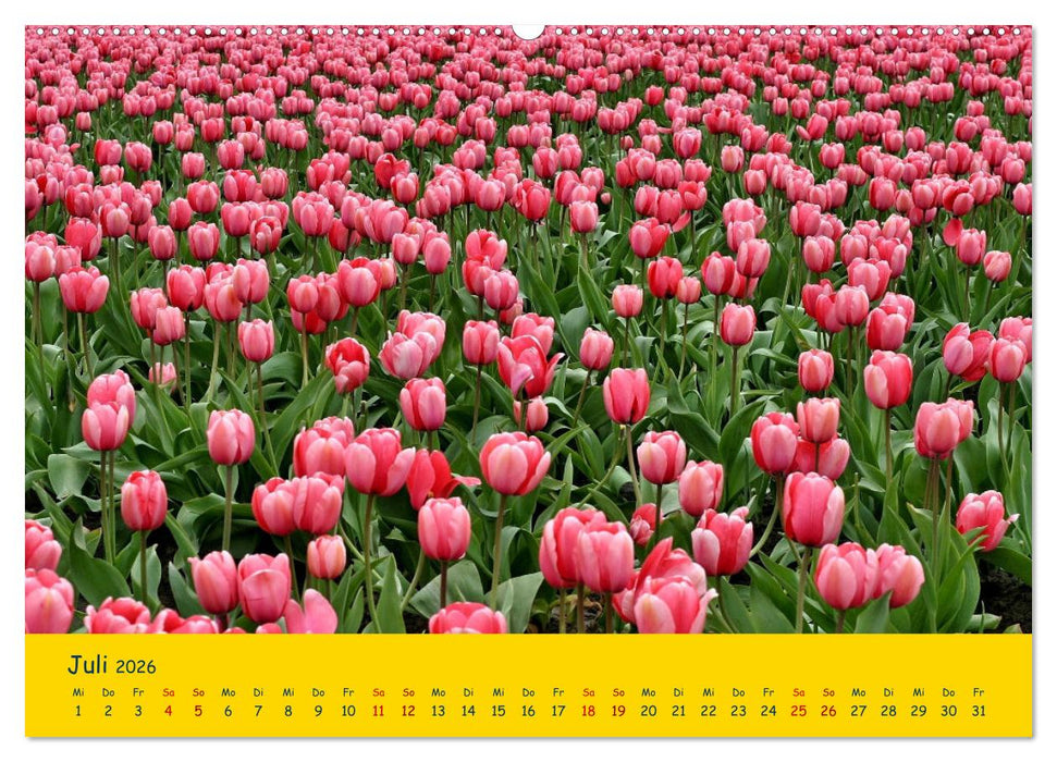 Tulpentraum (CALVENDO Premium Wandkalender 2026)