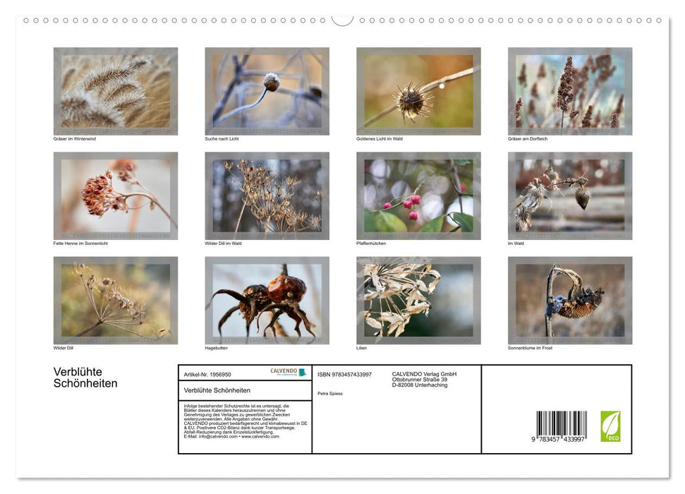 Verblühte Schönheiten (CALVENDO Premium Wandkalender 2026)