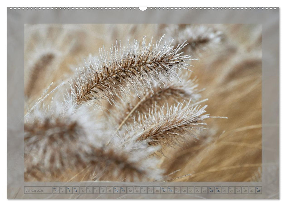 Verblühte Schönheiten (CALVENDO Premium Wandkalender 2026)