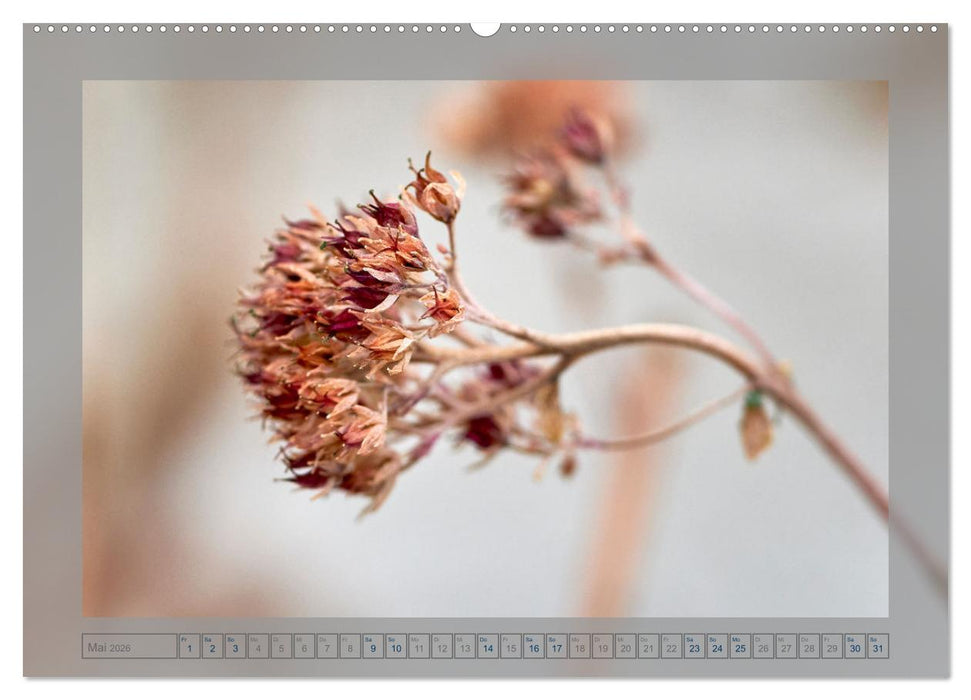Verblühte Schönheiten (CALVENDO Premium Wandkalender 2026)