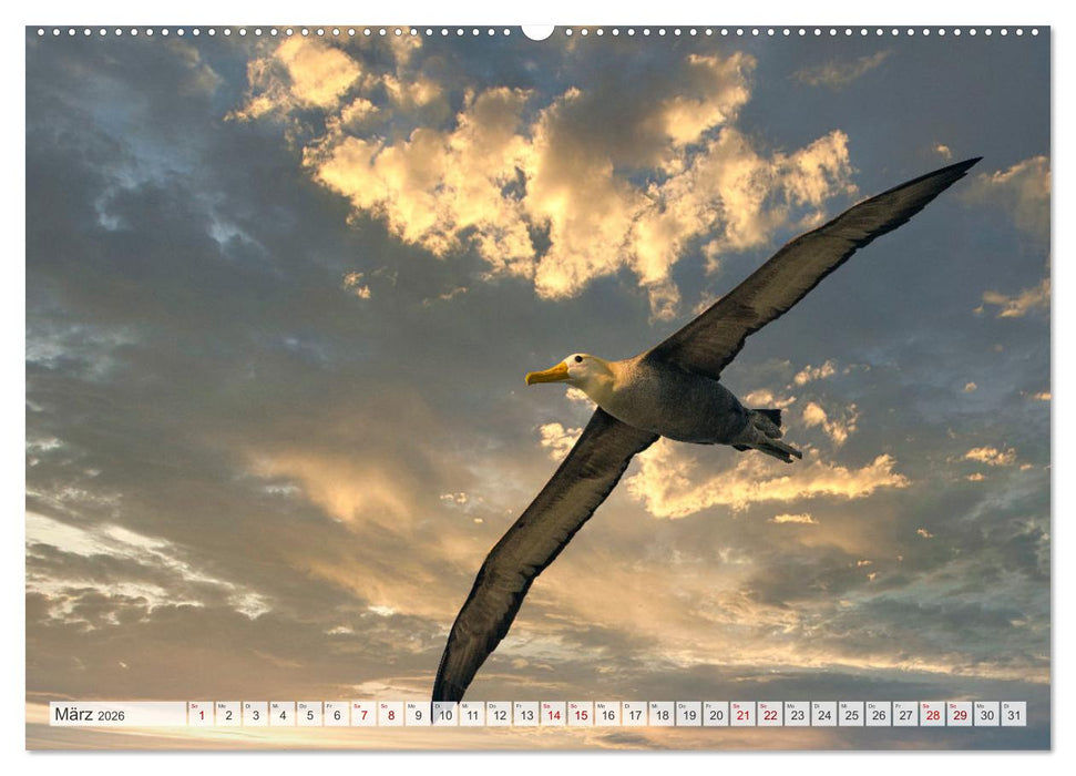 Die faszinierende Tierwelt der Galapagos-Inseln (CALVENDO Premium Wandkalender 2026)