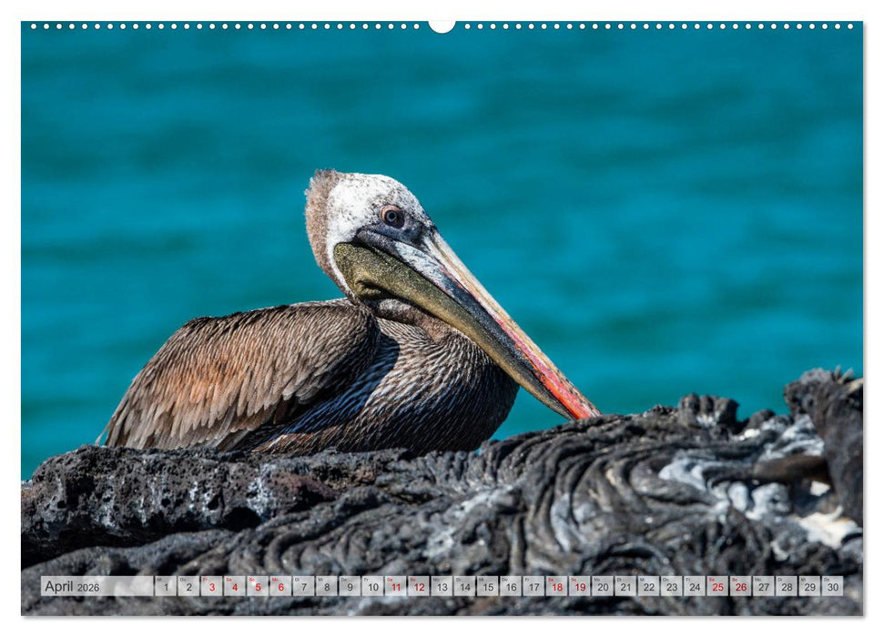 Die faszinierende Tierwelt der Galapagos-Inseln (CALVENDO Premium Wandkalender 2026)