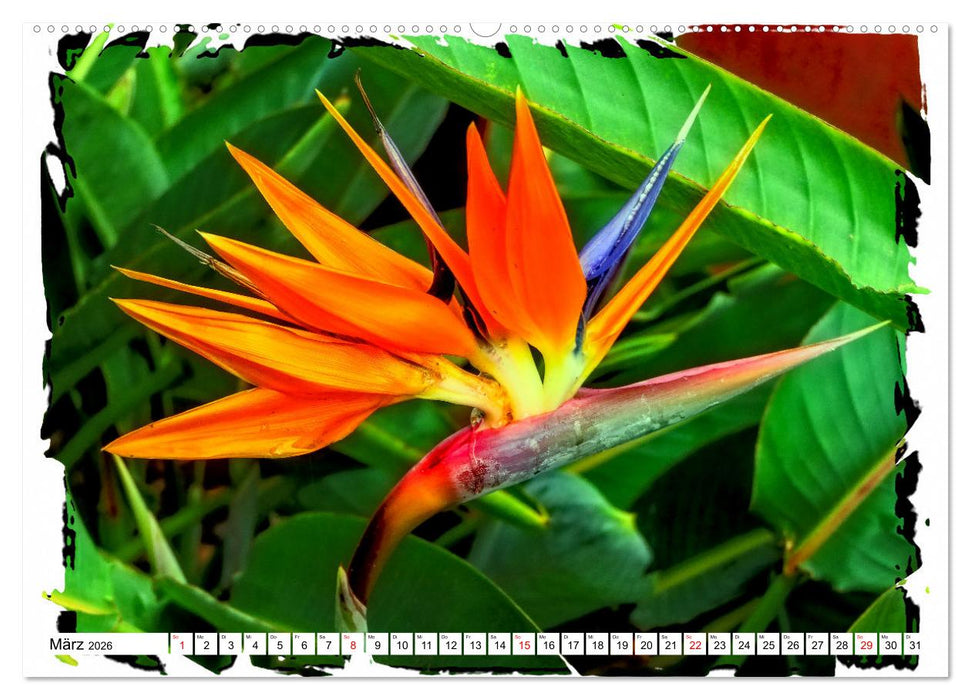 Im Norden von Teneriffa (CALVENDO Wandkalender 2026)