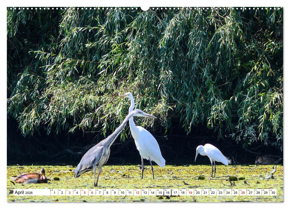 Rund um das Donaudelta (CALVENDO Wandkalender 2026)