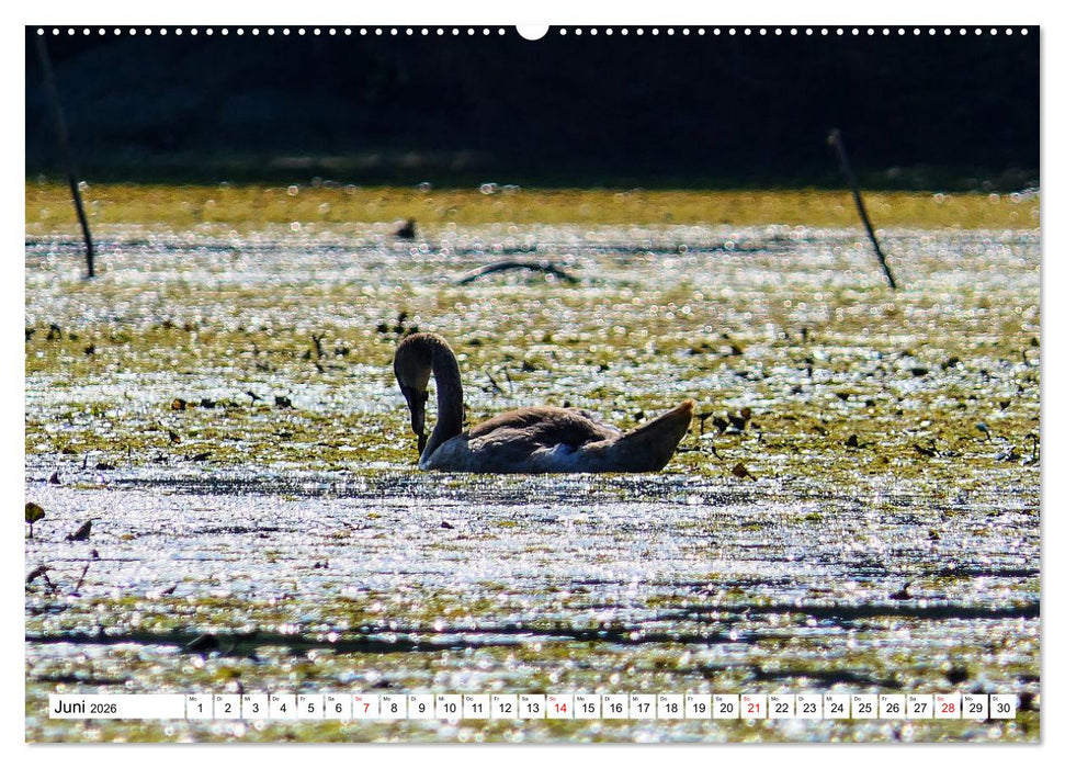 Rund um das Donaudelta (CALVENDO Wandkalender 2026)