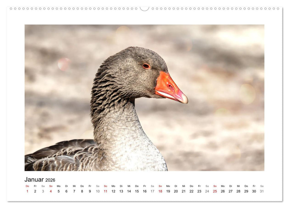 Gänse, geselliges Federvieh (CALVENDO Premium Wandkalender 2026)