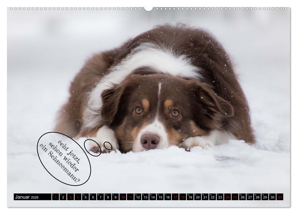 Hundeportraits, Hunde sind unsere besten Freunde by VogtArt (CALVENDO Premium Wandkalender 2026)