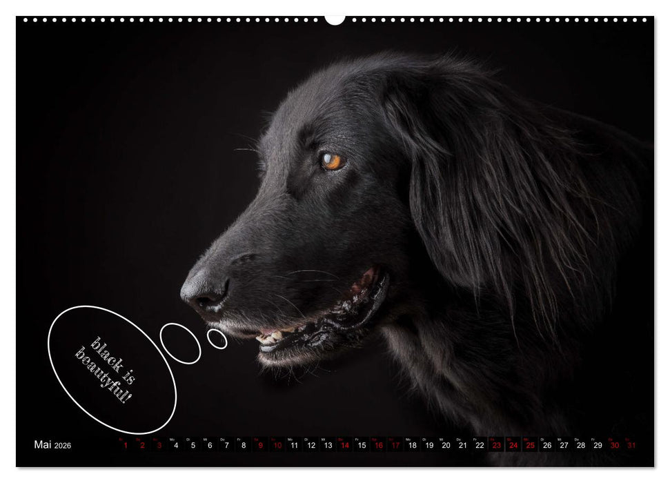 Hundeportraits, Hunde sind unsere besten Freunde by VogtArt (CALVENDO Premium Wandkalender 2026)