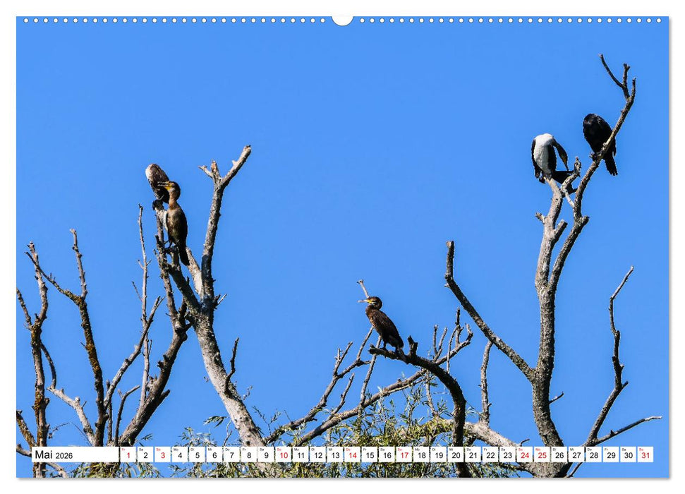Rund um das Donaudelta (CALVENDO Premium Wandkalender 2026)