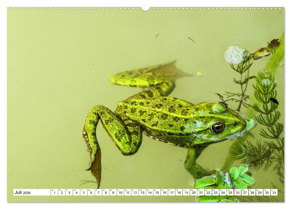 Rund um das Donaudelta (CALVENDO Premium Wandkalender 2026)