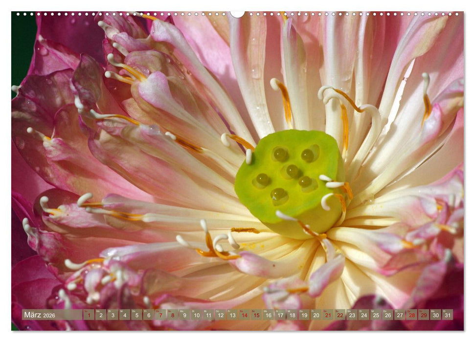 Magische Super-Makros (CALVENDO Premium Wandkalender 2026)