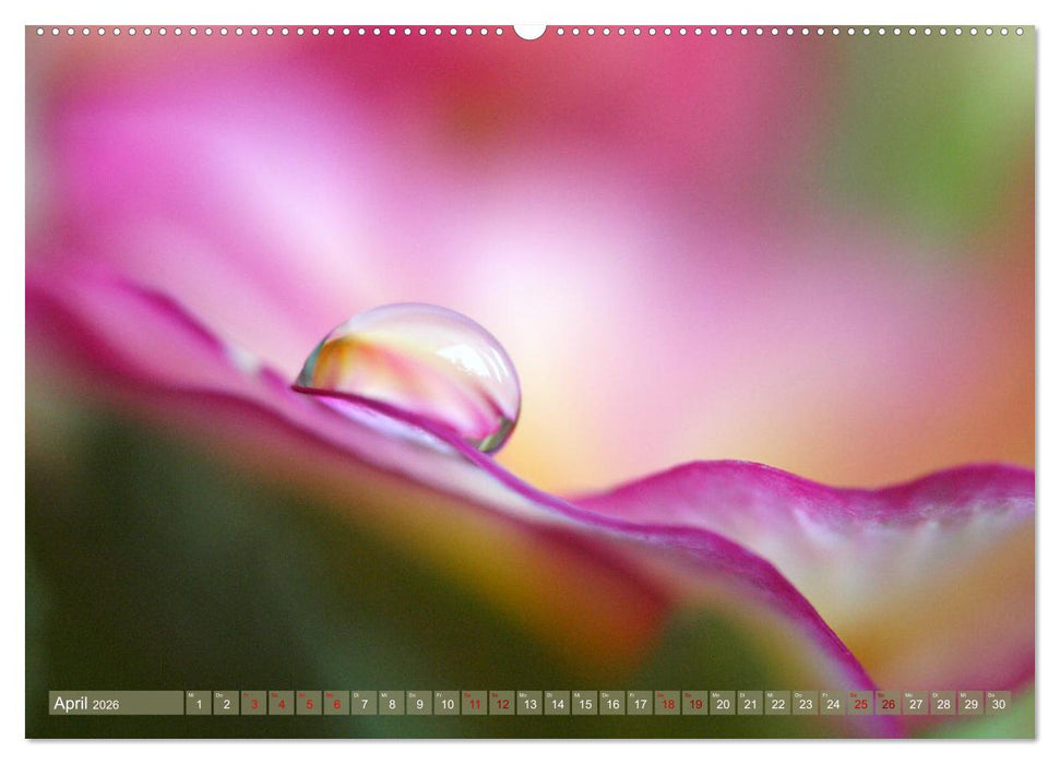 Magische Super-Makros (CALVENDO Premium Wandkalender 2026)