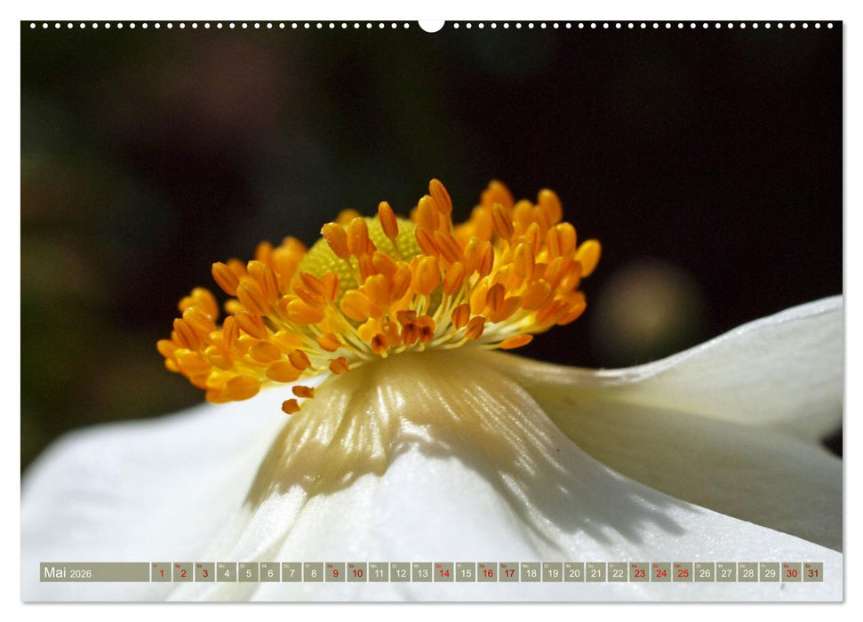 Magische Super-Makros (CALVENDO Premium Wandkalender 2026)