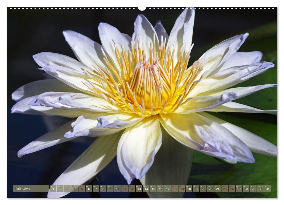 Magische Super-Makros (CALVENDO Premium Wandkalender 2026)