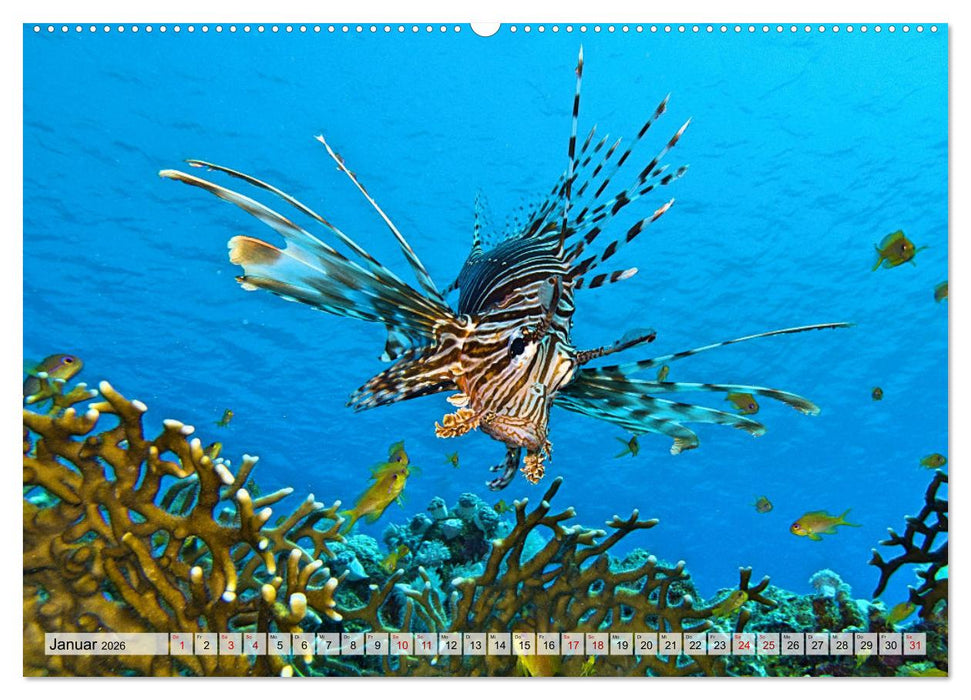 Abenteuer Riff - bunte Unterwasserwelt (CALVENDO Premium Wandkalender 2026)