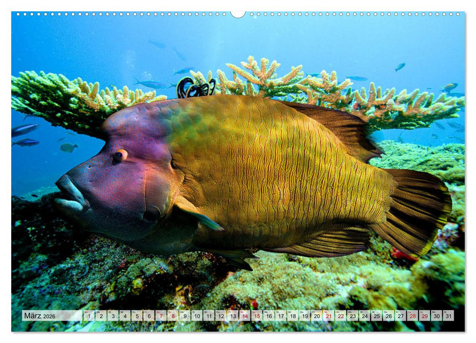 Abenteuer Riff - bunte Unterwasserwelt (CALVENDO Premium Wandkalender 2026)