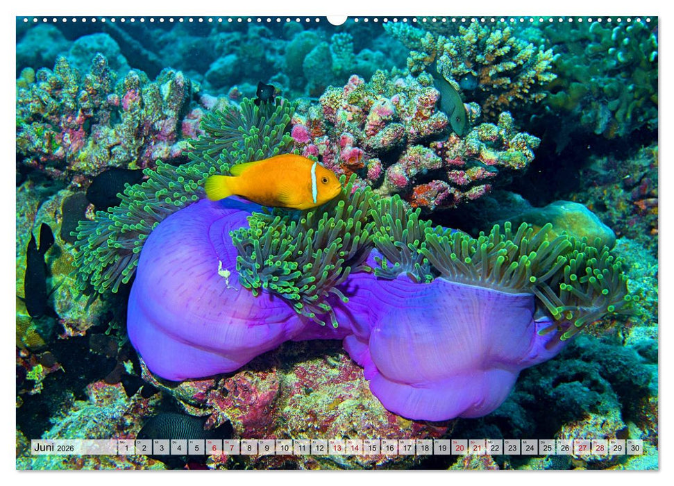 Abenteuer Riff - bunte Unterwasserwelt (CALVENDO Premium Wandkalender 2026)