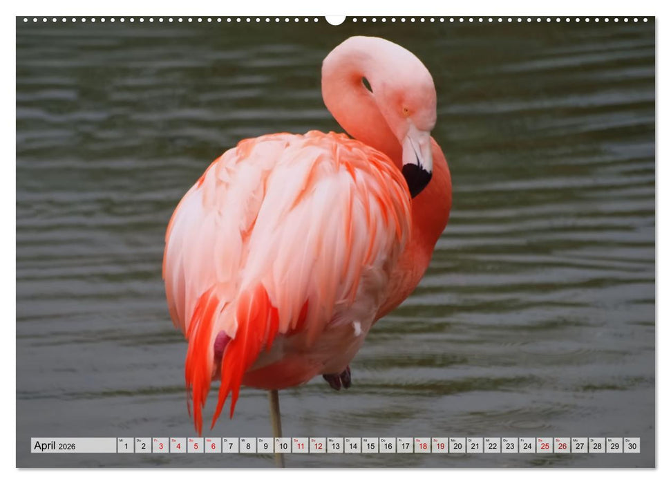 Flamingo Zauber (CALVENDO Premium Wandkalender 2026)