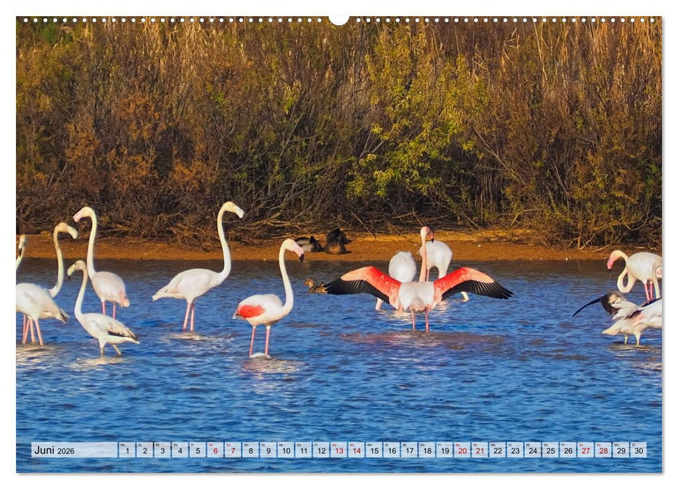 Flamingo Zauber (CALVENDO Premium Wandkalender 2026)