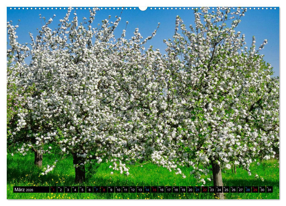 Weinstadt Strümpfelbach (CALVENDO Premium Wandkalender 2026)