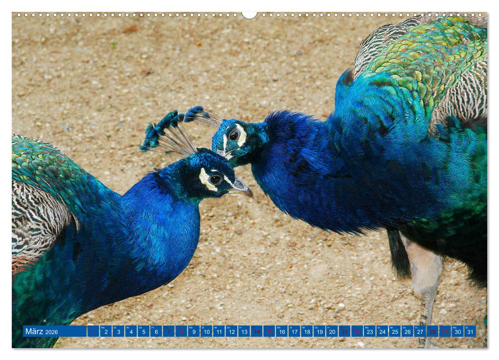 Die Pfaueninsel in Berlin (CALVENDO Premium Wandkalender 2026)