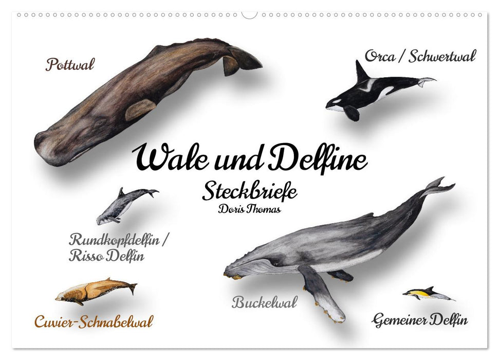 Wale und Delfine Steckbriefe (CALVENDO Wandkalender 2026)