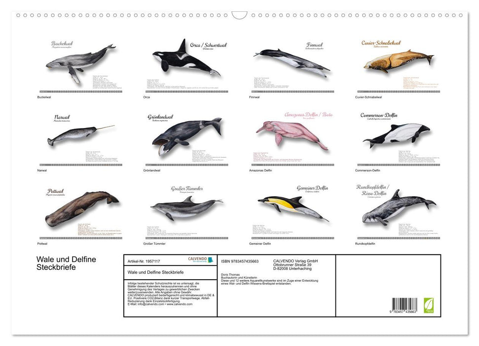 Wale und Delfine Steckbriefe (CALVENDO Wandkalender 2026)