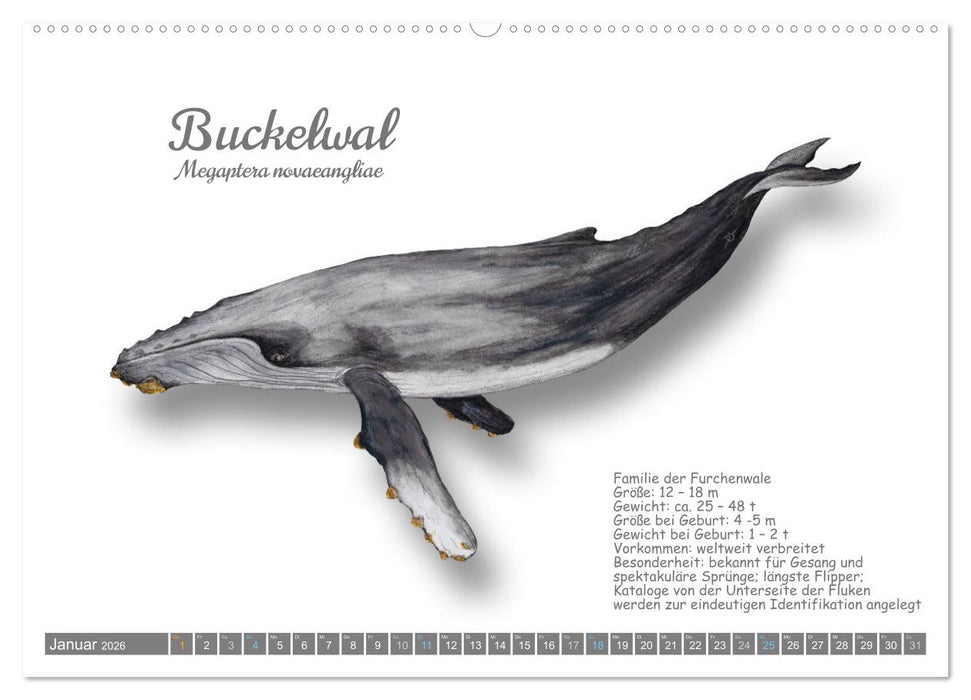 Wale und Delfine Steckbriefe (CALVENDO Wandkalender 2026)