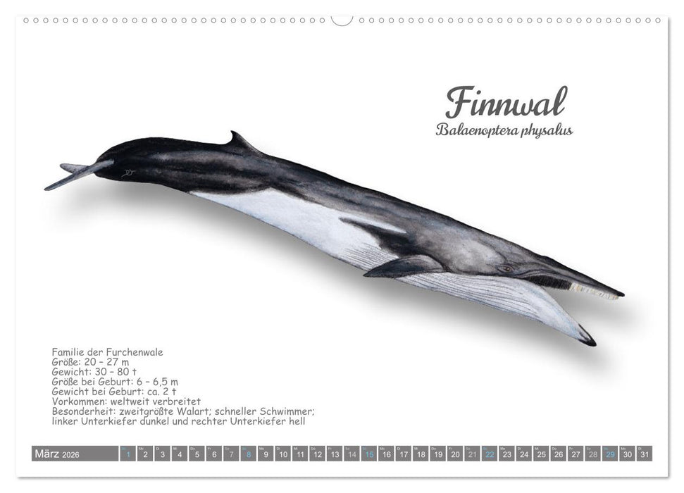 Wale und Delfine Steckbriefe (CALVENDO Wandkalender 2026)