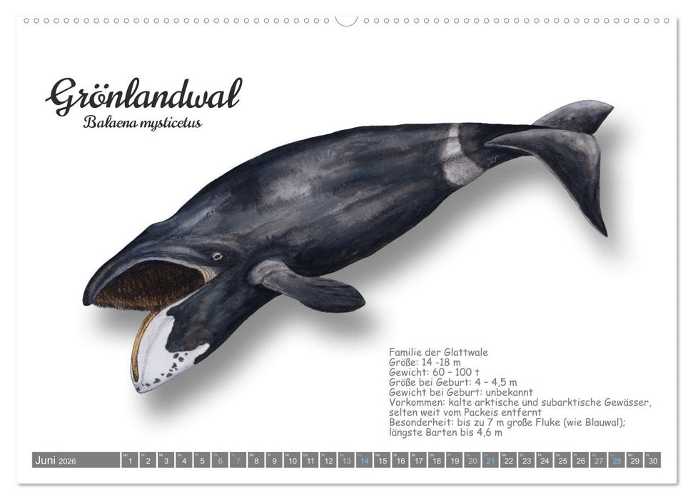 Wale und Delfine Steckbriefe (CALVENDO Wandkalender 2026)
